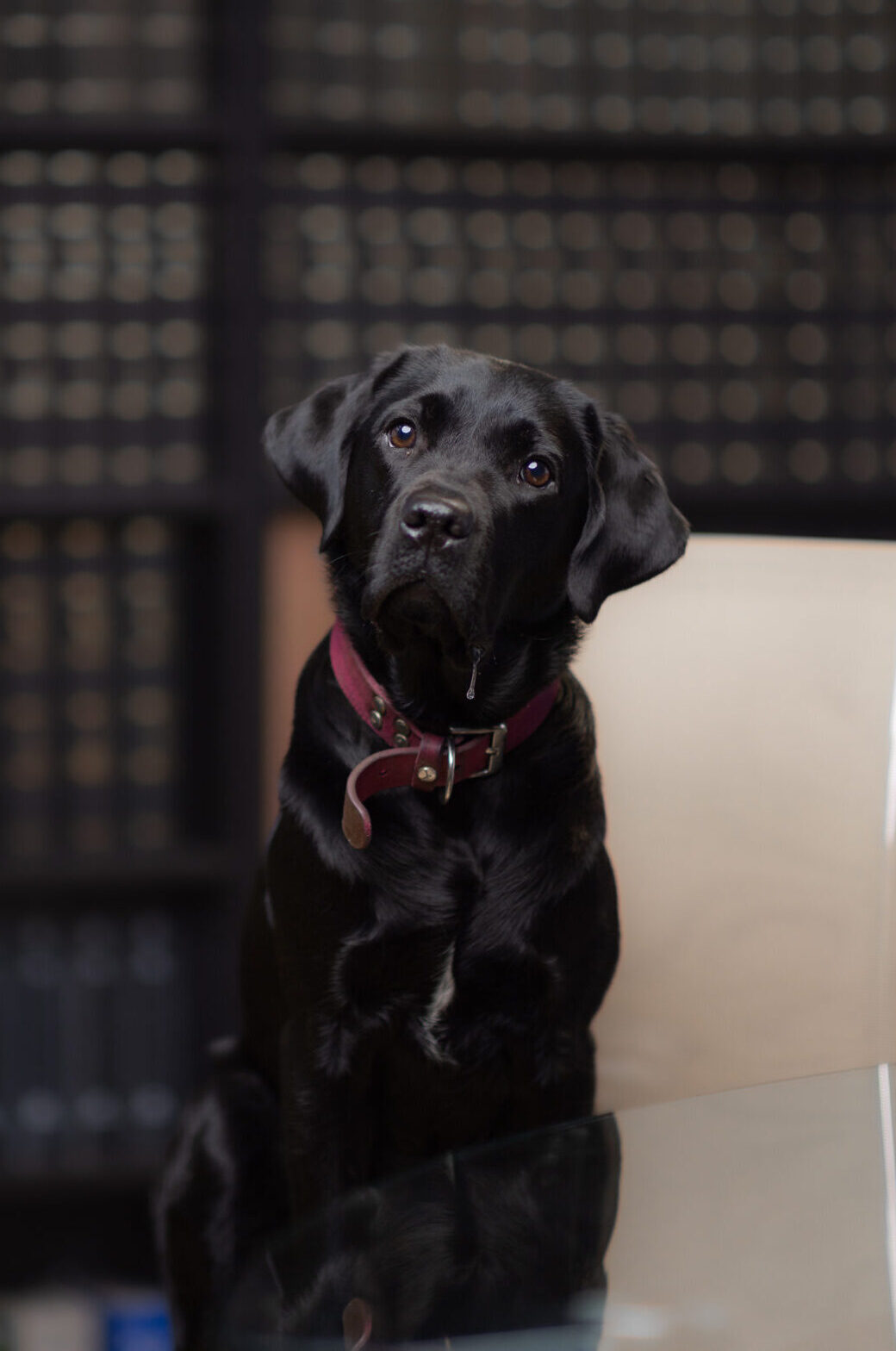 Molli(C)_StefanVeres.de